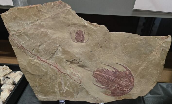 Bristolia Insolens and Olenellus Fremonti Trilobite Association #372539